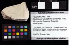 Foto (Objket + Etiketten) von Gastrosacus tuberosiformis (Lorenthey, 1929) 